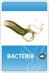 icon_bacteria.png